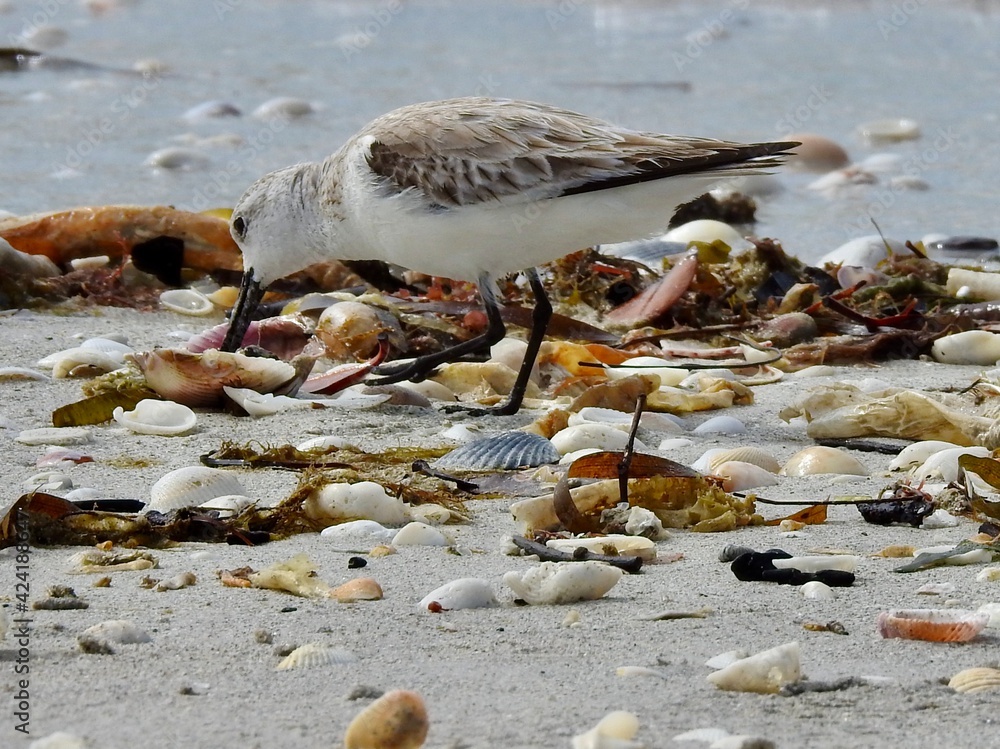 Fototapeta premium Sanibel birds and wildlife