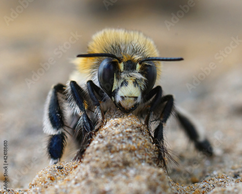 Facial closeup of a male of the hairy-footed flower bee , Anthophora plumipes © Henk