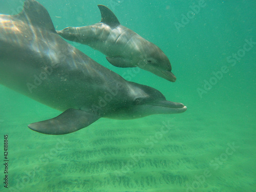 Mother and newborn bottle-nosed dolphin calf