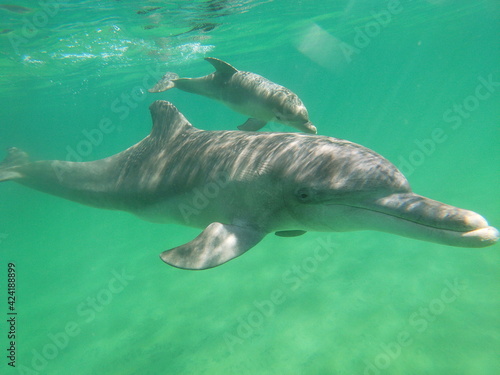 Dolphin swimming alongside it's baby