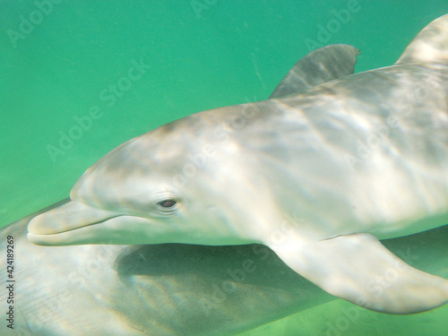 Print op canvas Swimming with mother and calf bottlenosed dolphins