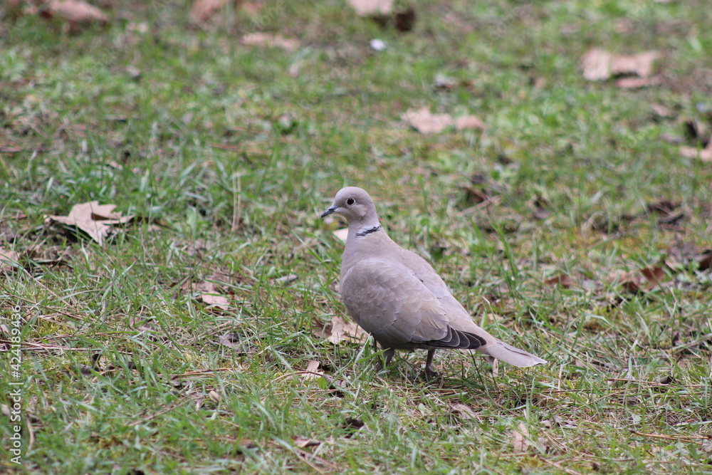 gray pigeon on the grass gray pigeon on the grass