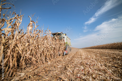 Harvesting of corn field with combine photo