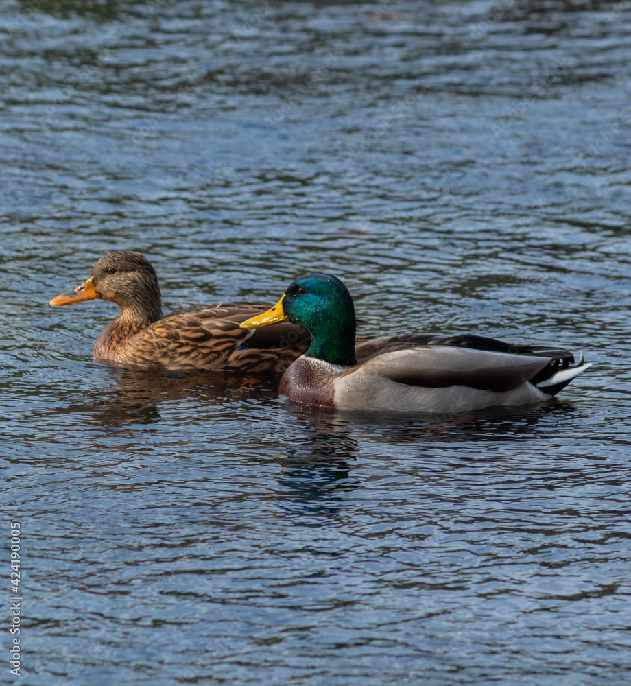 Fototapeta premium duck in the water