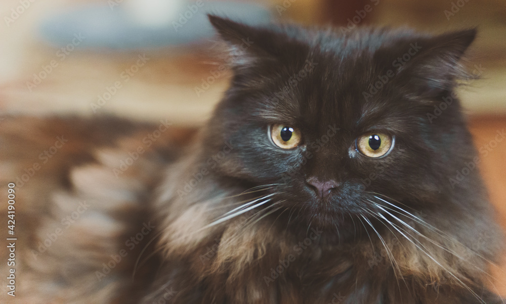 Portrait of cute young kitten. Scottish Fold. Portrait of cute young kitten. Scottish Fold.