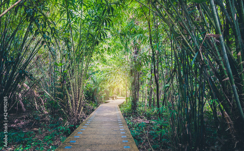 athway through tropical green plants,Tha Pom,Krabi ,Thailand.