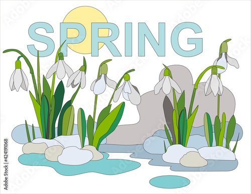 Snowdrops grow from snow