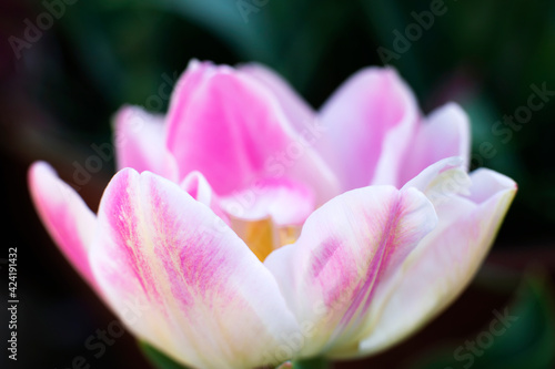 Front view of pink and white tulip. Image with selected focus