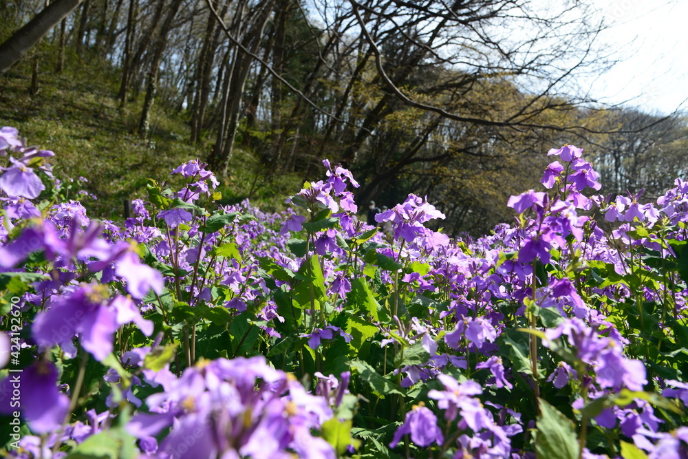 美しい紫色の花を咲かせたハナダイコン 美しい紫色の花を咲かせたハナダイコン