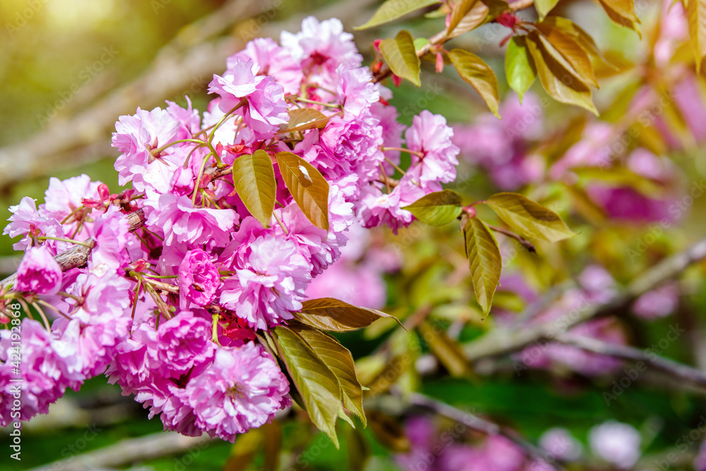 Fototapeta premium Japanese cherry blossoms on a green natural background