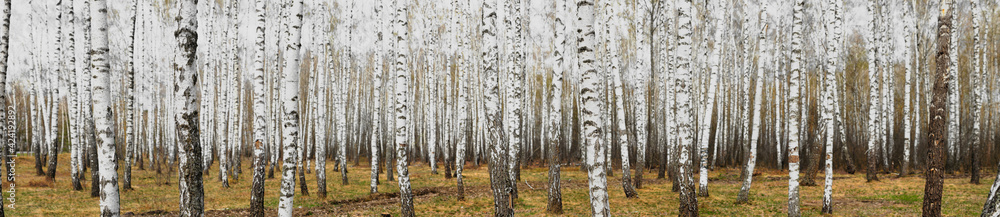 Fototapeta premium White birch grove in the spring. background