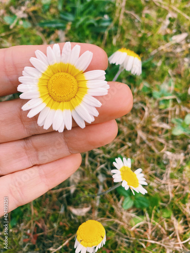 White daisy with yellow button in a hand with green grass in the background. Flower photography