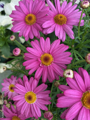Pink daisies in the garden. Pink flowers with yellow button. Nature photography