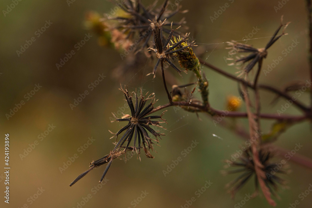 Obraz premium thistle in the wind