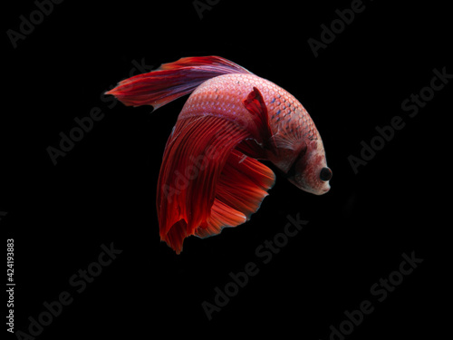 red siamese fighting fish