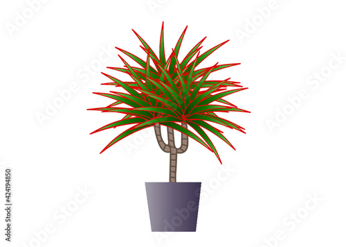 kwiat, palma, dracena, sukulent, kaktus, gatunek, roślina, pasja, ogród, wystrój, dom, piękno, młodość, kwiaciarnia