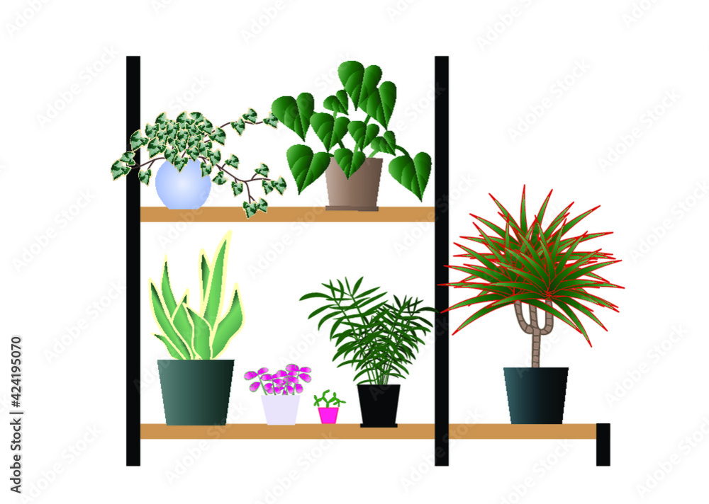kwiaty, kwiaciarnia, regał, szafka, pasja, zieleń, rośliny, przyroda, palma, dracena, filodendron, wiosna