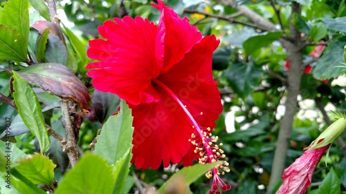 Bright Red Flower in Leaves
