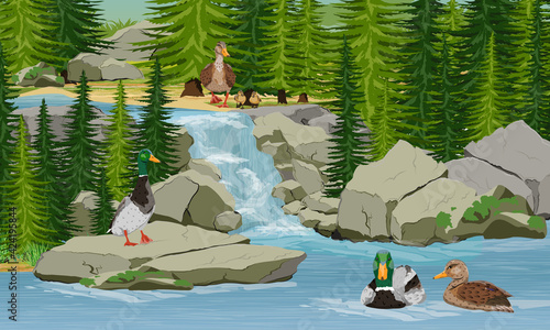 A flock of mallard ducks swim in the lake under a small forest waterfall. Wild waterfowl bird Anas platyrhynchos. Ducks, drakes and ducklings in the water. Realistic vector landscape
