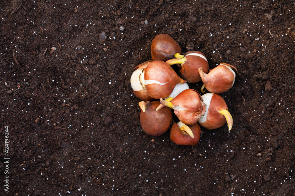 Obraz premium cebulki kwiatów gotowe do posadzenia w ogrodzie
