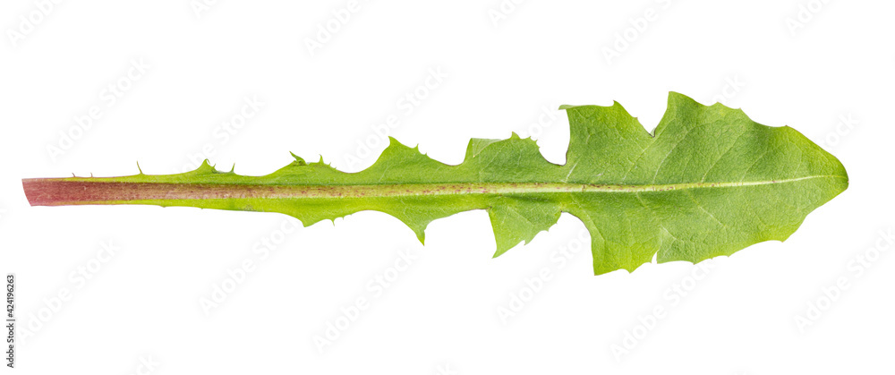 Obraz Green leaf of dandelion isolated on white background