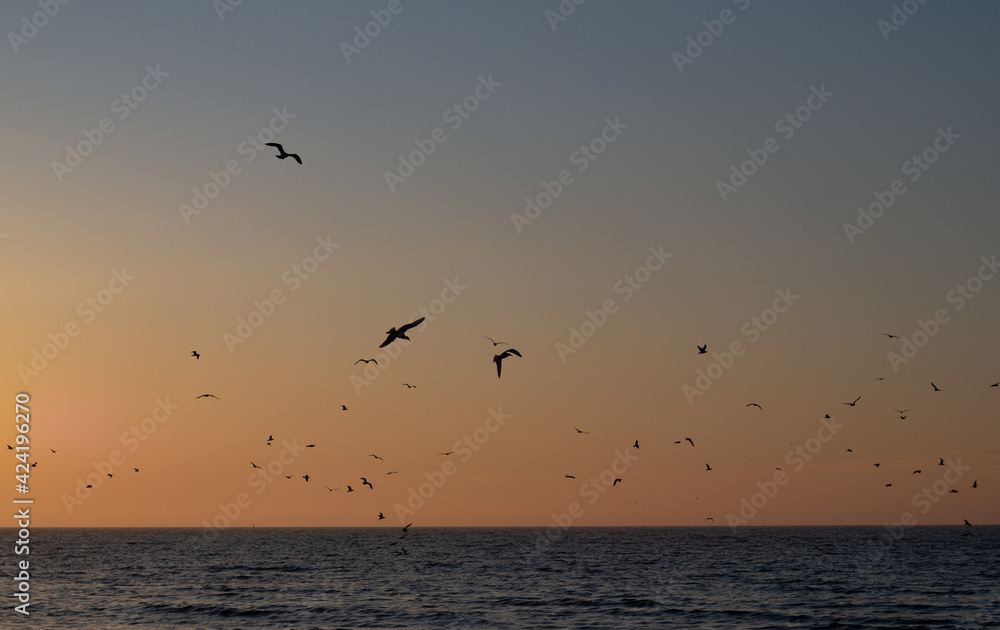 Seagulls on the background of the sunset on the sea Seagulls on the background of the sunset on the sea