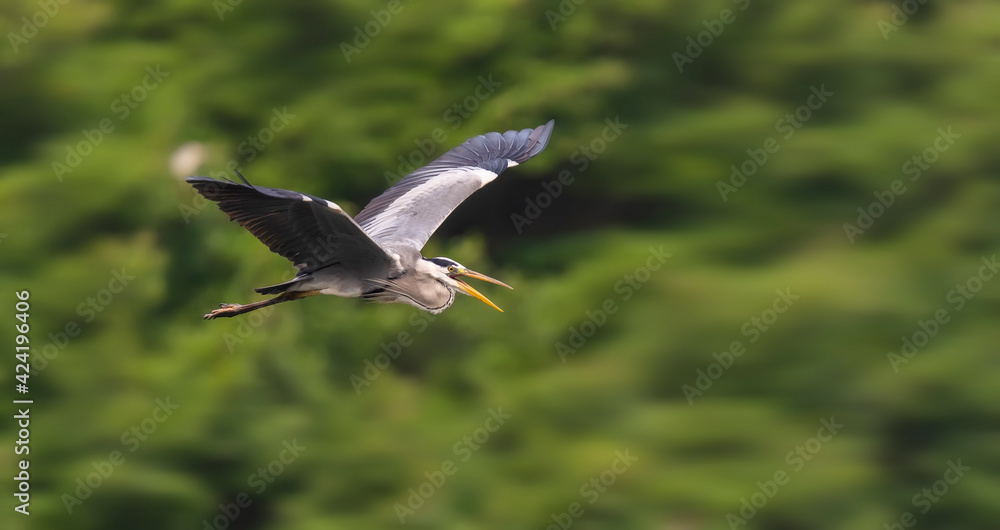 Fototapeta premium Gray heron,Wildlife in natural habitat