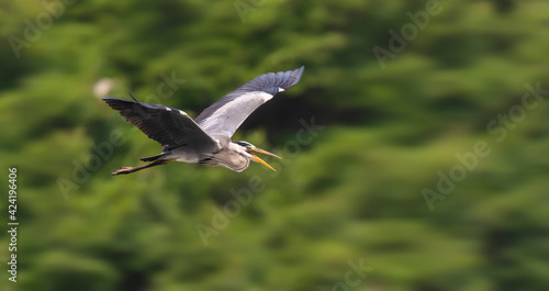 Gray heron Wildlife in natural habitat