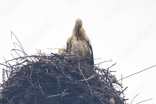 white stork in nest