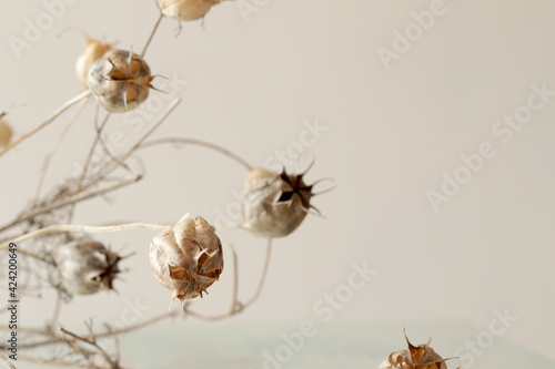 dry brown nigella flower, minimal bohemian flowers photo