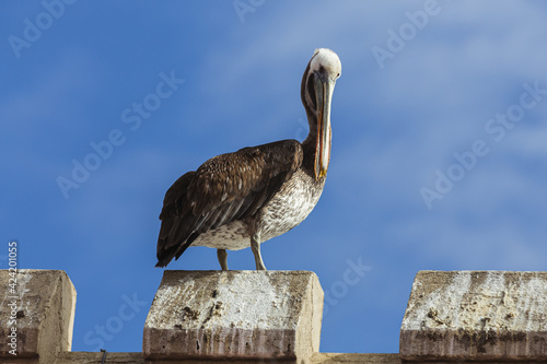 A pelican on the top of Wulff Castle   Castillo Wulff  