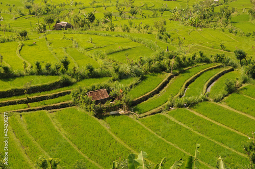 Tirta gangga Bali Indonesia Rice fields