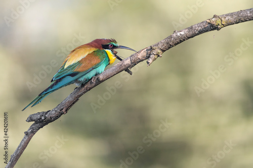 The regurgitation, portrait of European bee eater after go to hunt (Merops apiaster)