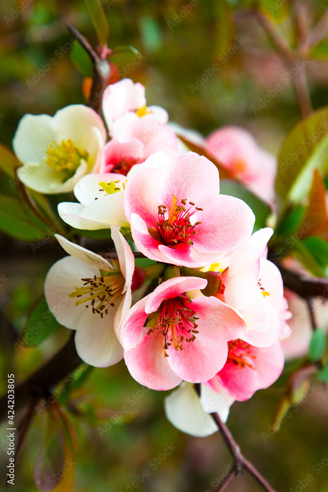 Obraz premium Chaenomeles speciosa 'Moerloosei' Japanese Quince Apple blossom. Close-up of small pink and white flowers on a branch. Fruit tree blooming, spring. Natural floral background. Russia, Sochi, Arboretum