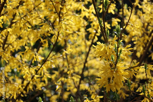 Flowering yellow bush. Spring.