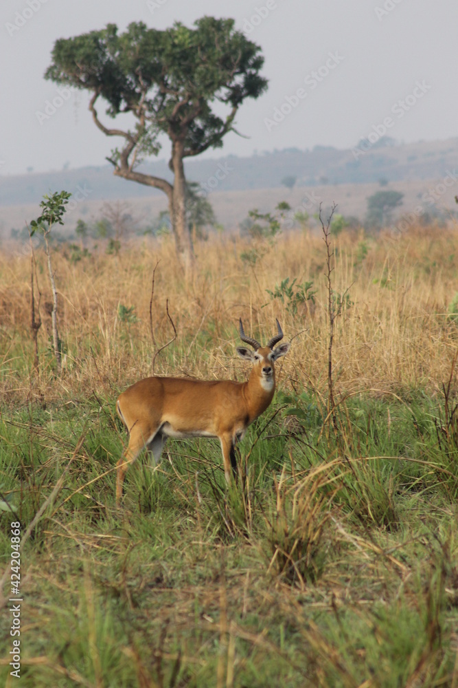 Naklejka premium Beautiful African Wildlife 