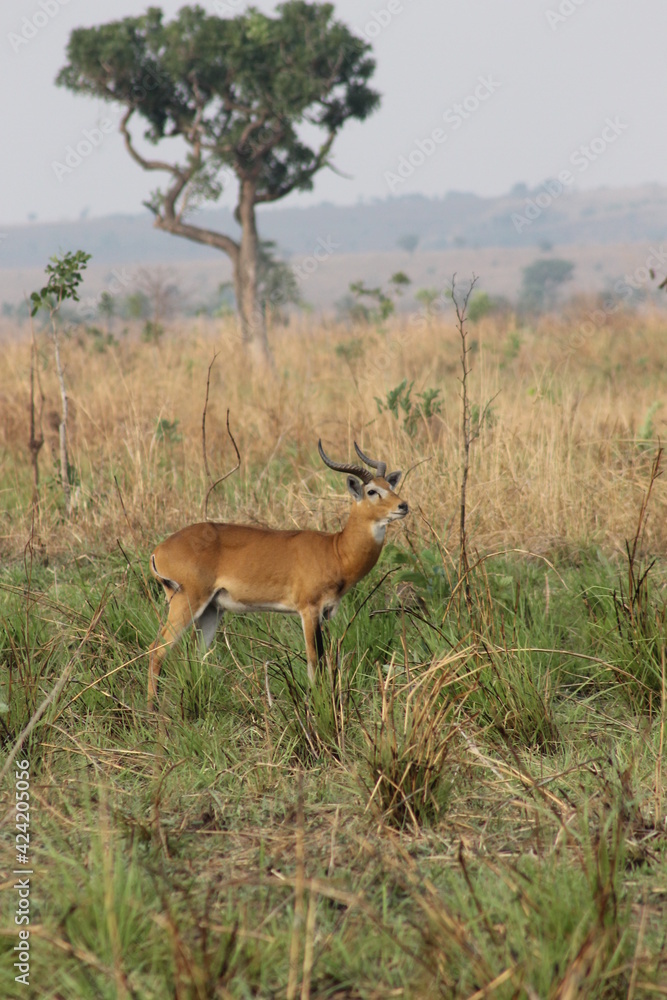 Naklejka premium Beautiful African Wildlife 