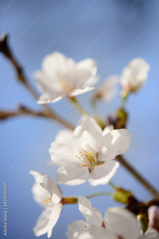 close up of white blossoms in spring close up of white blossoms in spring