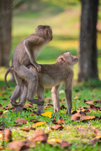 Rear view of couple love monkey in nature in Khao Yai National Park  Thailand.