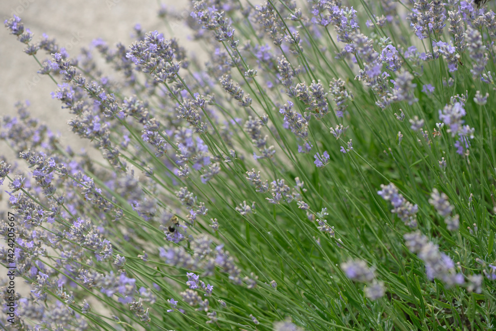 Obraz premium garden lavender border