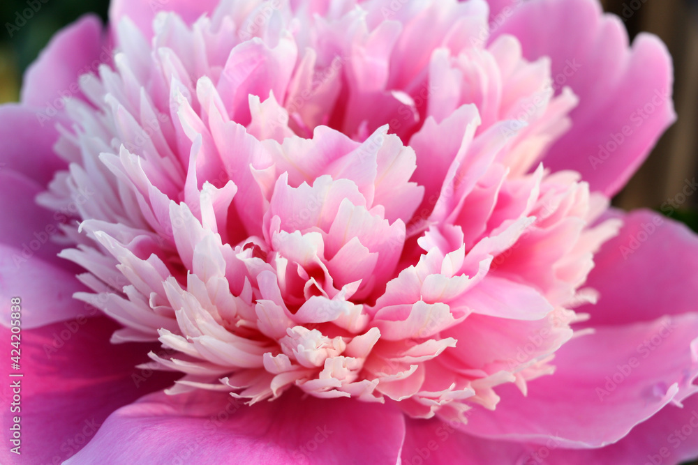 Pink peony flower in the rays of the evening sun. Abstract background, postcard, poster. Close-up. Selective focus.