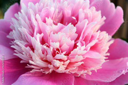 Pink peony flower in the rays of the evening sun. Abstract background  postcard  poster. Close-up. Selective focus.