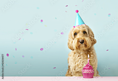 Photography Dog with birthday cake and confetti