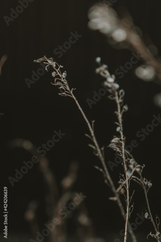 frost on grass © VictoriaEmilia
