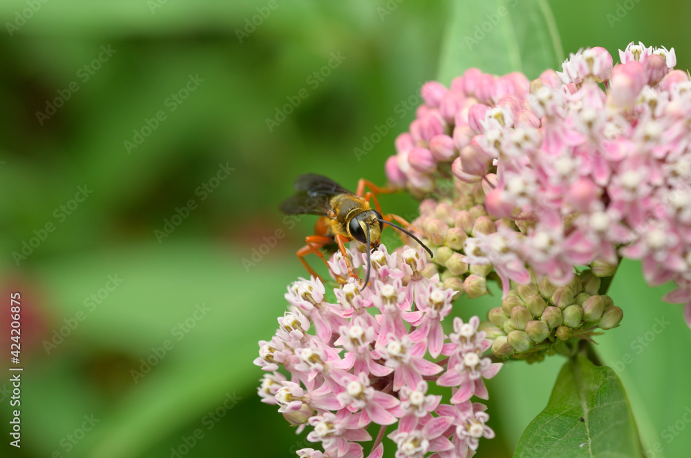 hornet or wasp on pink flowers hornet or wasp on pink flowers