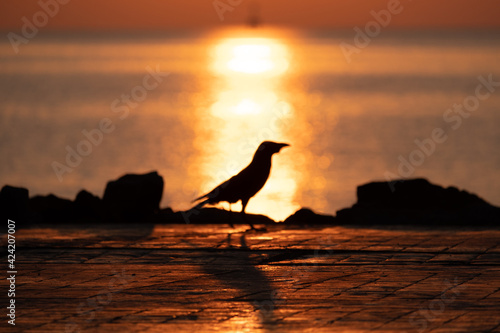 A silhouette bird was walking on the beach in the morning and sunrise behind its