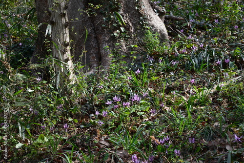 Fototapeta Naklejka Na Ścianę i Meble -  春の木漏れ日を浴びて美しく咲くカタクリ