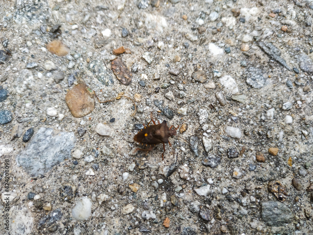 Forest bug or red-legged shieldbug (Pentatoma rufipes)