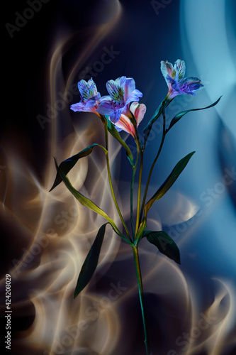 Alstroemeria colored by light and improvisation by multicolored light  on a black background. 