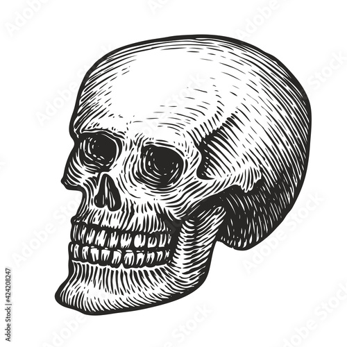 Human skull with a lower jaw. Hand drawn vector illustration in vintage engraving style